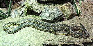 Moorish viper Species of snake