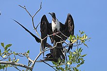 Upea fregattilintu (Fregata magnificens rothschildi) naaras, jolla on avoimet siivet.jpg