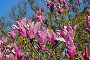 Magnolia liliiflora