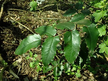 Close-up of leaves, West Pomeranian Voivodeship, Poland