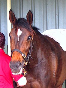 Horse Makybe Diva won three Melbourne Cups Makybe Diva - trackwork 02.jpg