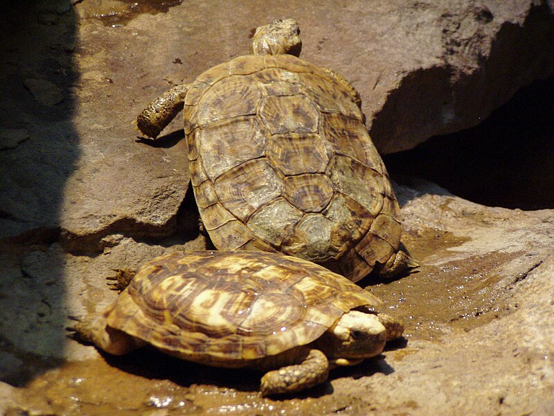 File:Malacochersus tornieri-Buffalo Zoo.JPG