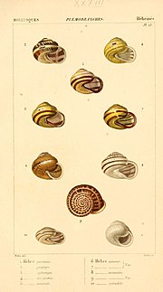 Vignette pour Liste des mollusques continentaux de France