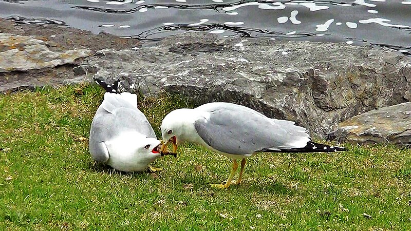 File:Male Ring-billed Gull feeding its mate, Gatineau, Quebec.jpg