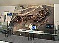 Nachbau der Fundsituation des Mammutskeletts von Niederweningen mit den Originalfunden von 2003
