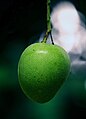 Green (unripe) mango from Kerala, India