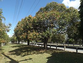 Mangaj Arboj laŭ Anzac Avenue en Mango Hill, Queensland.jpg