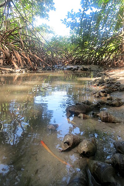File:Mangrove ecosystem Andaman islands.jpg