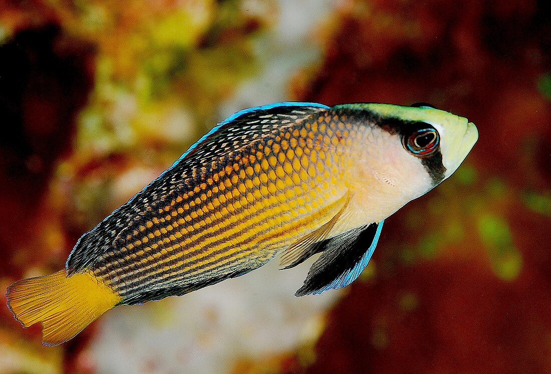 Dottyback