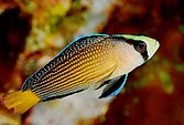 Manonichthys splendens.jpg