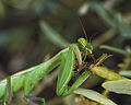 Mantis religiosa, immature female, Sète 03.jpg