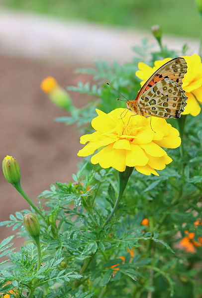 File:Marigold and Argynnis hyperbius.JPG