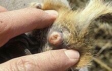 The vagina of a Richardson's ground squirrel, a mating plug fills the vaginal opening, blocking it.