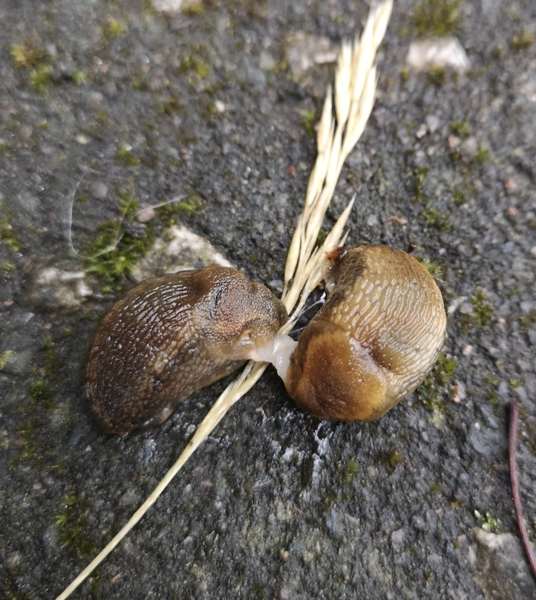 File:Mating slugs.png