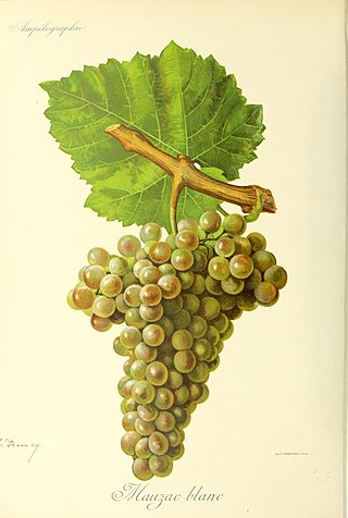 <span class="mw-page-title-main">Mauzac (grape)</span> Variety of grape