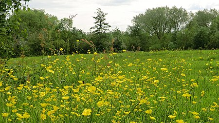 Meadow, Broadhurst Clough