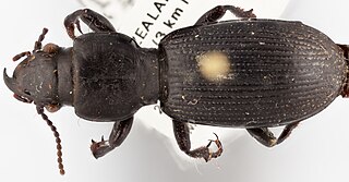 <i>Mecodema atrox</i> Species of beetle
