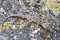 * Nomination A Taurus Gecko [Mediodactylus kotschyi ciliciensis (Baran & Gruber, 1982)], resting on a wall. Cambazlı, Silifke - Mersin, Turkey. --Zcebeci 15:51, 11 August 2015 (UTC) * Promotion Good quality.--Famberhorst 16:12, 11 August 2015 (UTC)