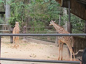 Melman and Mandela - Emperor Valley Zoo's two giraffes.JPG