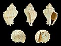 * Nomination Shell of a Crown Conch, Melongena bispinosa --Llez 05:02, 4 January 2020 (UTC) * Promotion  Support Good quality.--Agnes Monkelbaan 05:35, 4 January 2020 (UTC)