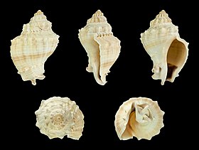 Cinco vistas da concha de M. bispinosa, de espécime vindo do México.