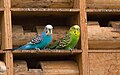 * Nomination (Melopsittacus undulatus) Two males budgerigars in Panoaya park, MexicoI, the copyright holder of this work, hereby publish it under the following license: --Cvmontuy 02:57, 24 March 2019 (UTC) * Decline  Oppose - Highlights blown with loss of details, sharpness is marginal for QI. In view of the fact that the birds are in a zoo, I think that means a decline. -- Ikan Kekek 04:45, 24 March 2019 (UTC)