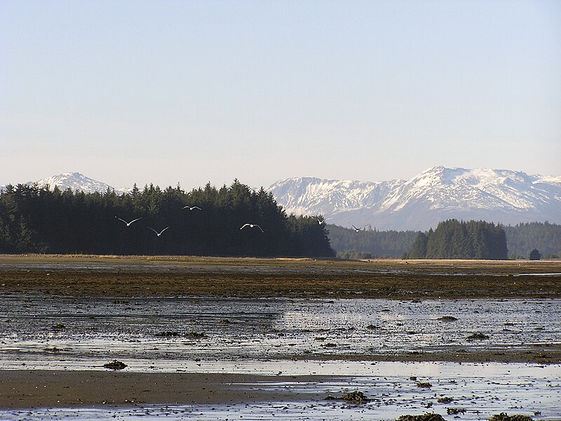 File:Mendenhall Wetlands Birds 2825.jpg