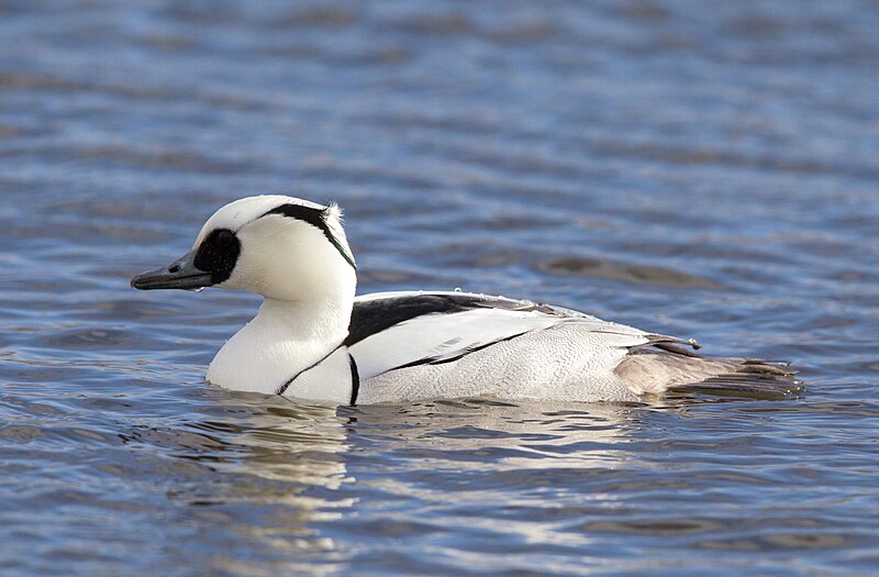 File:Mergellus albellus, Zevenhuizen, Texel, Netherlands 1.jpg