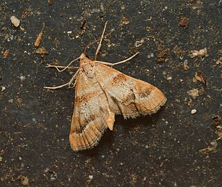 <i>Metasia suppandalis</i> Species of moth