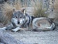 Mexican wolf (3277110084).jpg