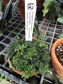 Microgramma heterophylla - Lyman Plant House, Smith College - DSC04269.JPG