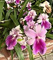 Miltonia spectabilis