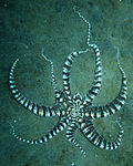 Thumbnail for Mimic octopus