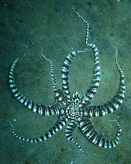 Mimic octopus An Indo-Pacific species of octopus capable of impersonating other local species