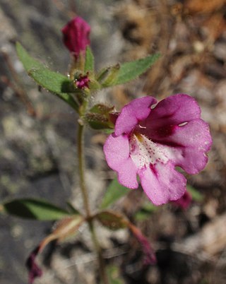 <i>Diplacus layneae</i> Species of flowering plant