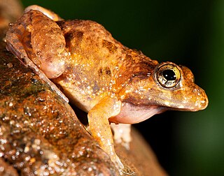 <i>Minervarya pentali</i> Species of frog