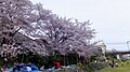 美嚢川沿いに咲く桜(2012年)