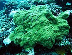 Montipora capitata, Samoa Americana 2.jpg