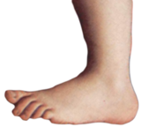 Monty python foot.png