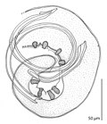 Vignette pour Spicule (nématodes)