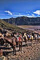 Mount Bromo Horse 2