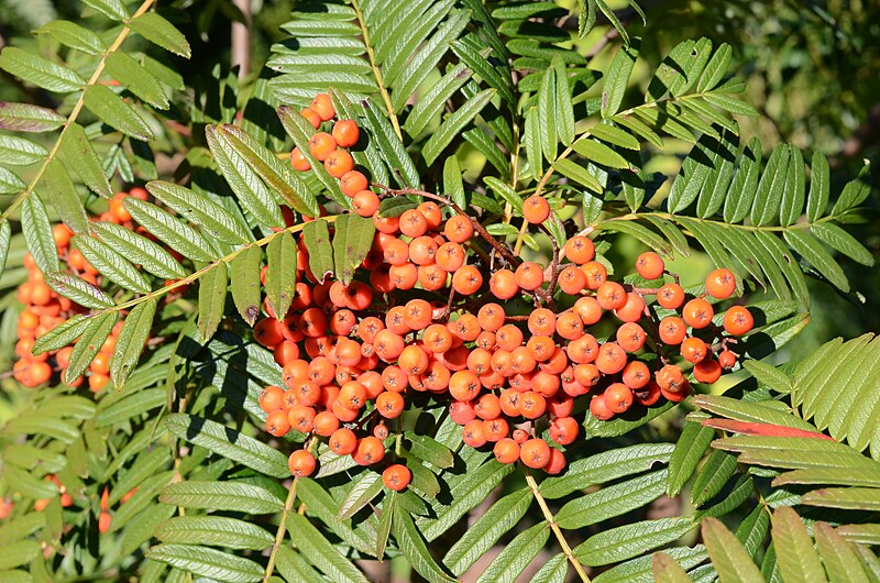 File:Mountain Ash - Farnblättrige Eberesche - Sorbus scalaris 16.jpg