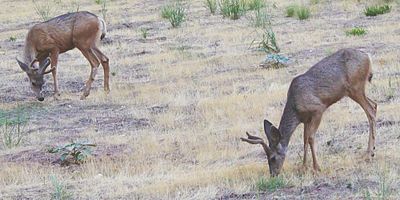 Male Rocky Mountain mule deer (O. h. hemionus) in Zion National Park