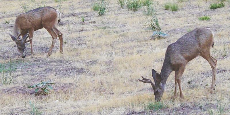 File:Mule Deer in Zion Canyon.jpeg