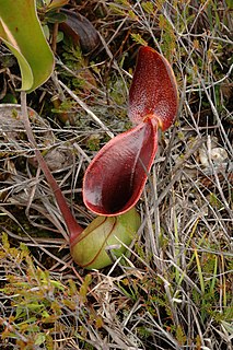 <i>Nepenthes lowii</i> species of plant