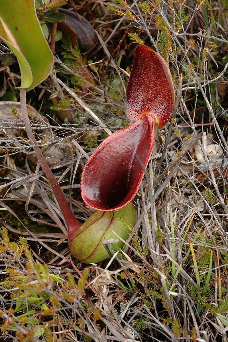 Category:Nepenthes lowii - Wikimedia Commons.