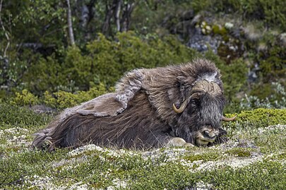 Muskox Ovibos moschatus ♂