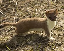 Stoat, a species of mustelid with a conservation status of least-concern. Mustela erminea.jpg