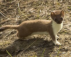 Hermină (Mustela erminea)