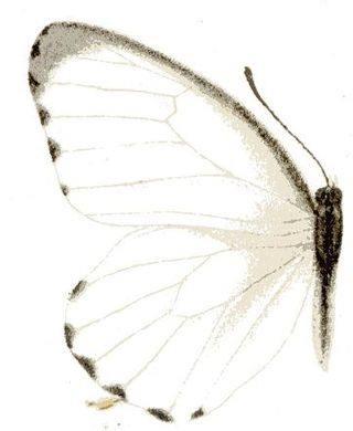 <i>Mylothris nubila</i> Species of butterfly